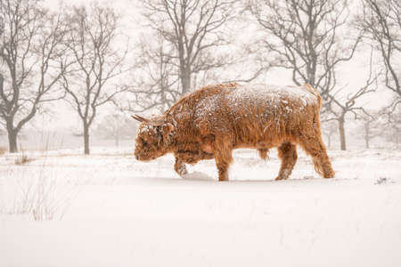 Highland Cattle (Bos taurus taurus) covered with snow and ice. Deelerwoud in the Netherlands. Scottish Highlanders in a natural winter landscape.の写真素材
