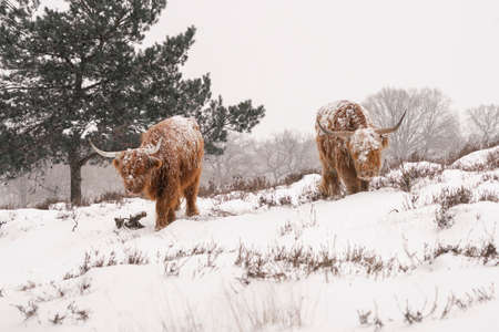 Highland Cattle (Bos taurus taurus) covered with snow and ice. Deelerwoud in the Netherlands....