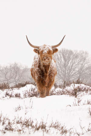 Highland Cattle (Bos taurus taurus) covered with snow and ice. Deelerwoud in the Netherlands. Scottish Highlanders in a natural winter landscape.の写真素材