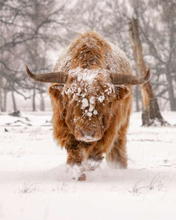 Highland Cattle (Bos taurus taurus) covered with snow and ice. Deelerwoud in the Netherlands. Scottish Highlanders in a natural winter landscape.の写真素材