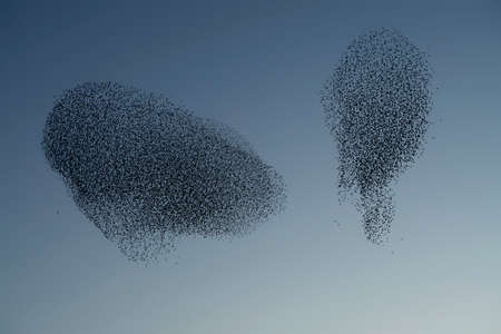 Beautiful large flock of starlings (Sturnus vulgaris), Geldermalsen in the Netherlands. During January and February, hundreds of thousands of starlings gathered in huge clouds. Starling murmurations.の写真素材