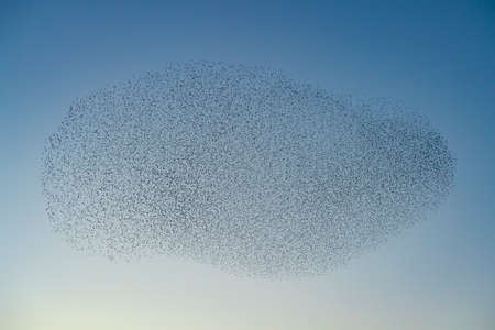 Beautiful large flock of starlings. A flock of starlings birds fly in the Netherlands. During...