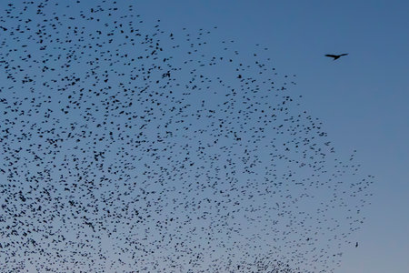 Beautiful large flock of starlings. A flock of starlings birds fly in the Netherlands. During January and February, hundreds of thousands of starlings gathered in huge clouds. Starling murmurations.の写真素材