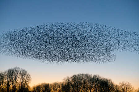 Beautiful large flock of starlings. A flock of starlings birds fly in the Netherlands. During January and February, hundreds of thousands of starlings gathered in huge clouds. Starling murmurations.の写真素材