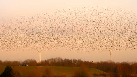 Beautiful large flock of starlings. A flock of starlings birds fly in the Netherlands. During January and February, hundreds of thousands of starlings gathered in huge clouds. Starling murmurations.の写真素材