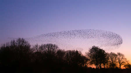 Beautiful large flock of starlings. A flock of starlings birds fly in the Netherlands. During...