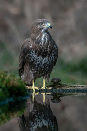 Common Buzzard (Buteo buteo) drinking water from a pool in the forest of Overijssel in the...
