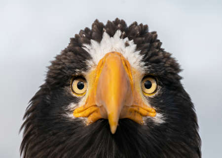 The portrait of Steller's sea eagle (Haliaeetus pelagicus). The Steller's Sea Eagle is the heaviest bird of prey in the worldの写真素材