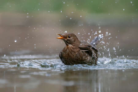 Blackbird (Turdus merula) taking a bath with splashing water and displaying feathers in a pool of water in the forest of Drunen, Overijssel in the Netherlands.の写真素材