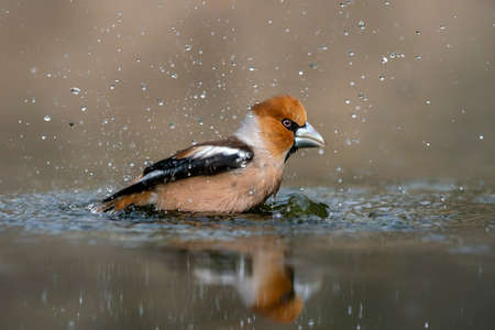 Hawfinch (Coccothraustes coccothraustes) taking a bath in the forest of Overijssel in the...