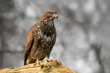 Common Buzzard (Buteo buteo) on a branch in the forest off the Netherlands.
