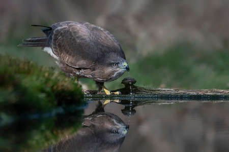 Common Buzzard (Buteo buteo) drinking water from a pool in the forest of Overijssel in the Netherlands.の写真素材