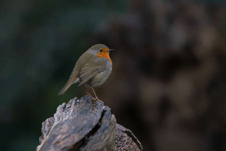 European Robin (Erithacus rubecula) on a branch in the forest of the Netherlands.