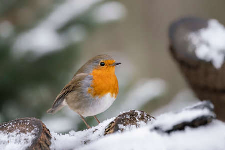 Beautiful European Robin (Erithacus rubecula) on a tree trunk covered with snow in the forest of Overijssel in the Netherlands.の写真素材