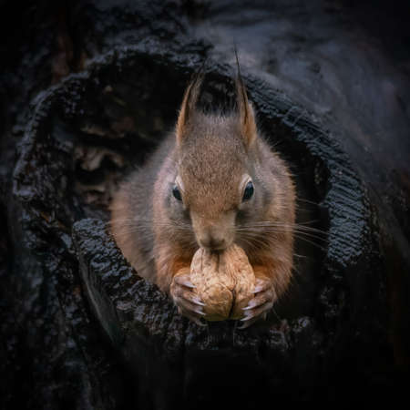 Eurasian red squirrel (Sciurus vulgaris) cautiously peeks out of the hole in a tree in the forest of the Netherlands.の写真素材