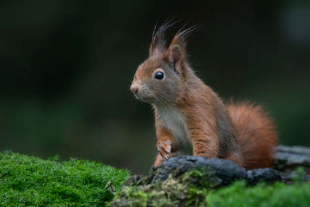 Curious Eurasian red squirrel (Sciurus vulgaris) in the forest of the Netherlands.