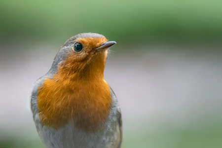 Portrait of a European Robin (Erithacus rubecula) in the forest of the Netherlands.の写真素材