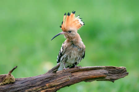 Eurasian hoopoe (Upupa epops) sitting on a branch. Blurry green background. State Bird of Israel. green background. National bird of Israel.の写真素材
