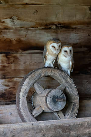 Two Beautiful Barn owl (Tyto alba) in an old barn. In the Netherlands. Wooden background.