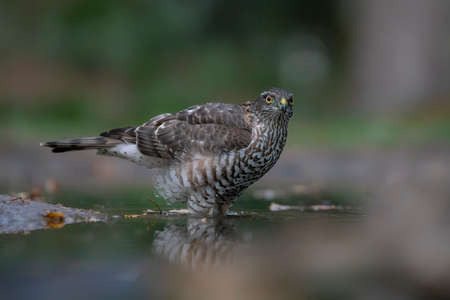 Eurasian Sparrow hawk (Accipiter nisus) takes a bath in the forest of Limburg in the Netherlands. green bokeh backgroundの写真素材