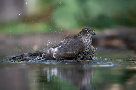 Eurasian Sparrow hawk (Accipiter nisus) takes a bath in the forest of Limburg in the Netherlands. green bokeh backgroundの写真素材