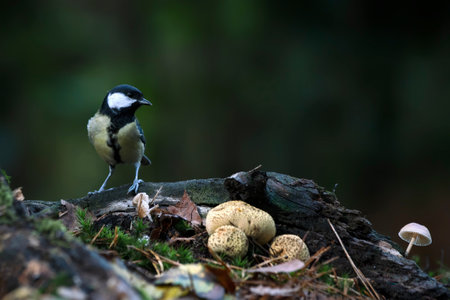 Great Tit (Parus major) on a branch in an autumn forest covered with colorful leaves and a mushroom. Autumn day in a deep forest in the Netherlands. Blurry green background.の写真素材