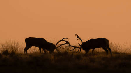 Silhouette of a two fighting Red deer (Cervus elaphus) stag in rutting season on the field of National Park in the Netherlands during sunset.の写真素材
