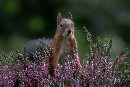 Eurasian red squirrel (Sciurus vulgaris) sitting among purple heather in the forest of Noord Brabant in the Netherlands.の写真素材