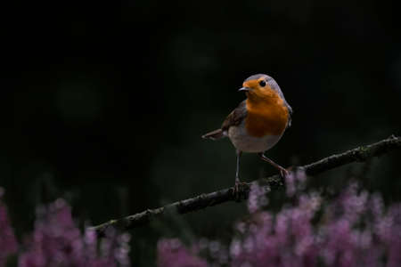 European Robin (Erithacus rubecula) on a branch in the forest of Noord Brabant in the Netherlands.の写真素材