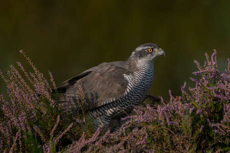 Northern Goshawk (Accipiter gentilis) among purple heather. Gelderland in the Netherlands. Dark...