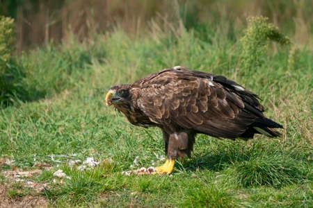 White Tailed Eagle (Haliaeetus albicilla) eating a prey. Europe. Birds of prey. sea eagle.
