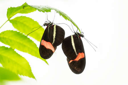 Two beautiful The Small Postman Butterfly (Heliconius erato) on a leaf in a summer garden. Tropical...