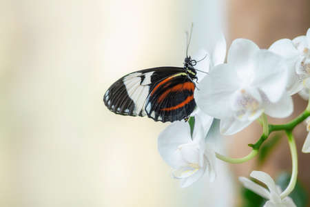White-barred Longwing (Heliconius cydno) butterfly on a beautiful white orchid flower in a summer...