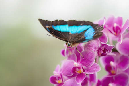 Beautiful blue Morpho (Morpho menelaus) Tropical Butterfly on a pink orchid flower.