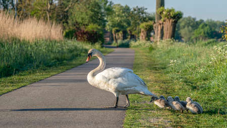 Mute Swan (Cygnus olor) crosses the road. Mother swan and chicks / cubs crosses the road. Mute swan (Cygnus olor) mother with cygnets crosses the road.の写真素材