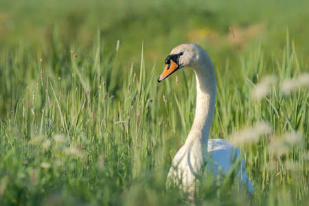 Mute Swan (Cygnus olor) standing in a green grass with flowers on the water side and watching the area with high-stretched neck. White Swanの写真素材