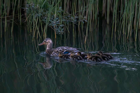Mother duck, Female Mallard (Anas platyrhynchos) with ducklings swimming on lake surface.