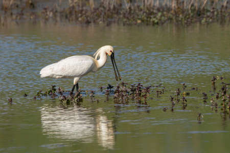 Beautiful Eurasian Spoonbill or common spoonbill (Platalea leucorodia) walking in shallow water hunting for food. Gelderland in the Netherlands.の写真素材