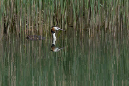 Great crested grebe (Podiceps cristatus) Colorful water bird. Perfect reflection of the animal,...