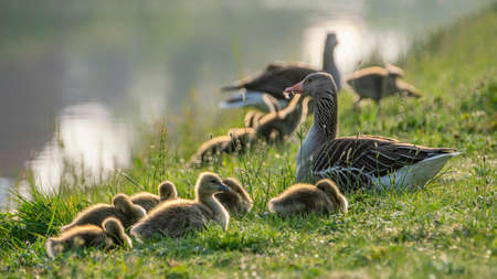 Two parent Greylag Goose (Anser anser) out with their young goslingsの写真素材
