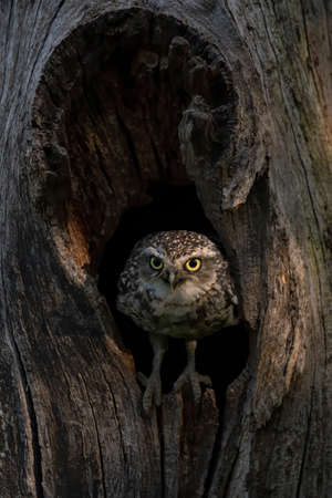 Closeup of a Burrowing owl (Athens cunicularia) looks outside in a hollow tree.の写真素材