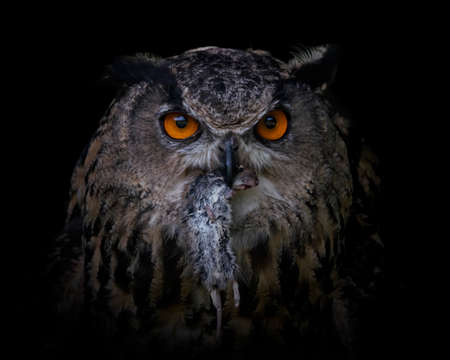 Portrait of a Eurasian Eagle owl (Bubo bubo) on a branch eating a mouse (prey). Isolated on a dark background. North Brabant in the Netherlands.の写真素材