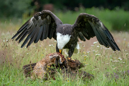 Beautiful and majestic bald eagle / American eagle (Haliaeetus leucocephalus) eating a prey / red...