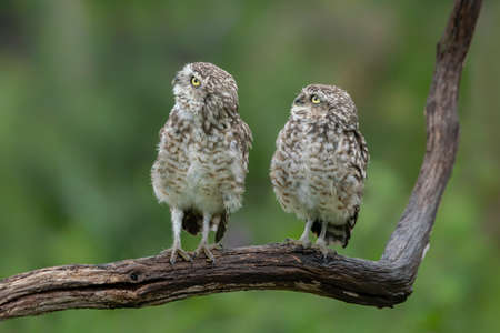 Two cute Burrowing owls (Athene cunicularia) sitting on a branch. Burrowing owl alert on post. North Brabant in the Netherlands. Copyspace.の写真素材