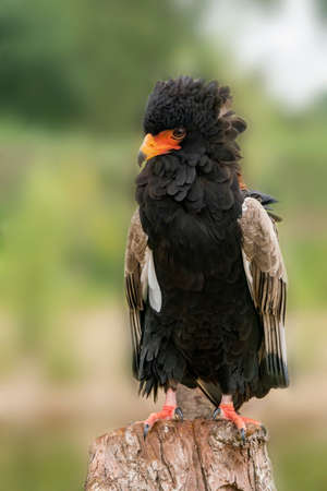 beautiful Bateleur Eagle (Terathopius ecaudatus). Bateleur Eagle head and shoulders profile. A close...