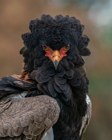 Front view portrait of a beautiful Bateleur Eagle (Terathopius ecaudatus). Bateleur Eagle head and shoulders profile. A close up view of a beautiful bateleur eagle.の写真素材