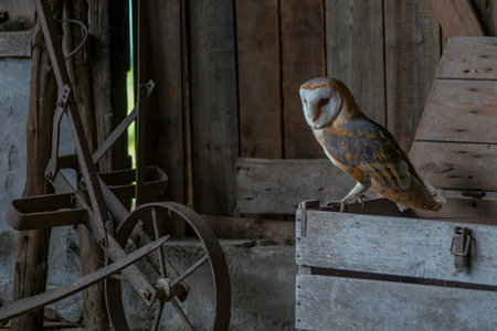 Cute and Beautiful Barn owl (Tyto alba) in an old barn. In the Netherlands. Wooden background.の写真素材