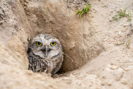 Burrowing Owl (Athens cunicularia) standing on the ground. Burrowing Owl sitting in the nest hole. Burrowing owl protecting home.の写真素材