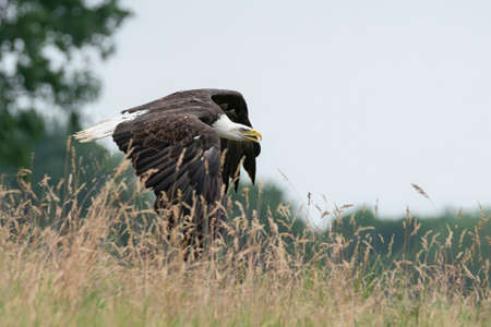 Majestic bald eagle American eagle adult (Haliaeetus leucocephalus) in flight. American National...