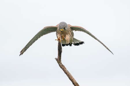 Male Common Kestrel (Falco tinnunculus) landing on a branch isolated on a white background. North Brabant in the Netherlands.の写真素材